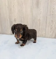 Pebbles, a male Miniature Dachshund for sale in Dundee, OH – Photo 6 of 6