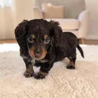 Pebbles, a male Miniature Dachshund for sale in Dundee, OH – Photo 2 of 6