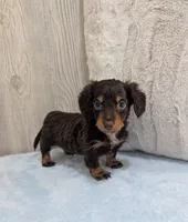 Pebbles, a male Miniature Dachshund for sale in Dundee, OH – Photo 5 of 6