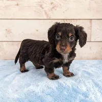 Pebbles, a male Miniature Dachshund for sale in Dundee, OH – Photo 3 of 6