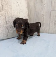 Pebbles, a male Miniature Dachshund for sale in Dundee, OH – Photo 4 of 6