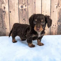 Pebbles, a male Miniature Dachshund for sale in Dundee, OH – Photo 1 of 6