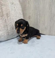 Pebbles, a male Miniature Dachshund for sale in Dundee, OH – 3 of 5