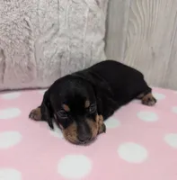 Sierra, a male Miniature Dachshund for sale in Dundee, OH – 4 of 4