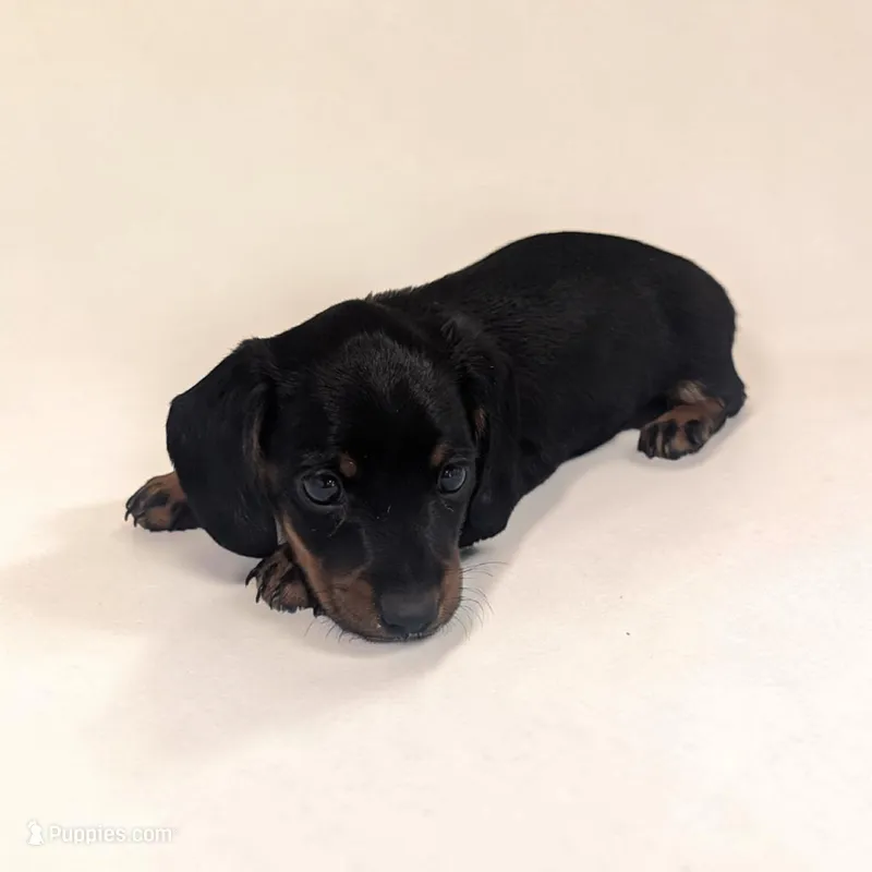 Silas – Miniature Dachshund puppy for sale in Dundee, OH