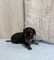 Oreo, a male Miniature Dachshund for sale in Dundee, OH – 3 of 4