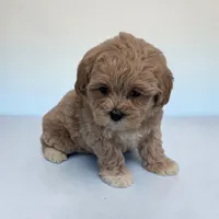 Lincoln, a male Shihpoo for sale in Dundee, OH – 2 of 6