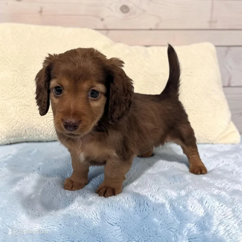 Brownie – Miniature Dachshund puppy for sale in Dundee, OH