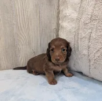 Brownie, a male Miniature Dachshund for sale in Dundee, OH – Photo 4 of 6