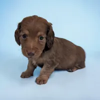 Brownie, a male Miniature Dachshund for sale in Dundee, OH – Photo 1 of 6