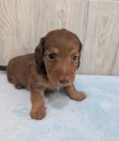 Brownie, a male Miniature Dachshund for sale in Dundee, OH – Photo 6 of 6