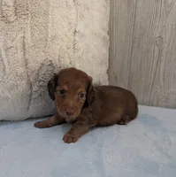Brownie, a male Miniature Dachshund for sale in Dundee, OH – Photo 5 of 6