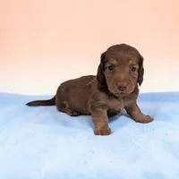 Brownie, a male Miniature Dachshund for sale in Dundee, OH – Photo 2 of 6