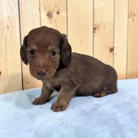 Brownie, a male Miniature Dachshund for sale in Dundee, OH – Photo 3 of 6