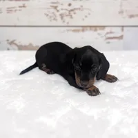 Silas, a male Miniature Dachshund for sale in Dundee, OH – 2 of 4