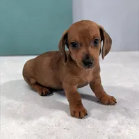 Simon, a male Miniature Dachshund for sale in Dundee, OH – Photo 1 of 6