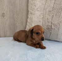 Simon, a male Miniature Dachshund for sale in Dundee, OH – Photo 4 of 6