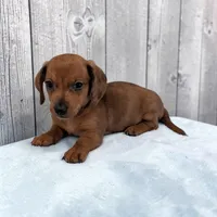 Simon, a male Miniature Dachshund for sale in Dundee, OH – Photo 3 of 6