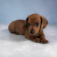 Simon, a male Miniature Dachshund for sale in Dundee, OH – Photo 2 of 6