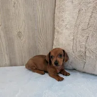 Simon, a male Miniature Dachshund for sale in Dundee, OH – Photo 6 of 6