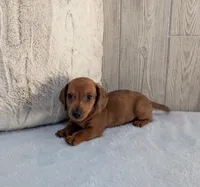 Simon, a male Miniature Dachshund for sale in Dundee, OH – Photo 5 of 6