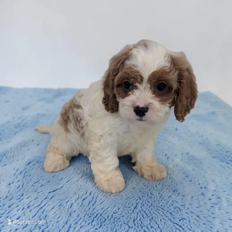 Asher – Cavapoo puppy for sale in Dundee, OH