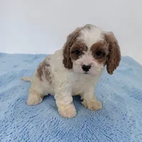 Asher, a male Cavapoo for sale in Dundee, OH – 1 of 5