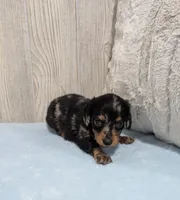 Peanut, a male Miniature Dachshund for sale in Dundee, OH – 5 of 5