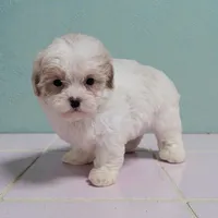 Alice, a female Shihpoo for sale in Dundee, OH – Photo 1 of 4