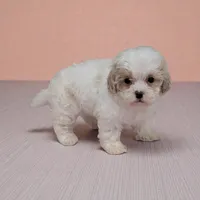 Alice, a female Shihpoo for sale in Dundee, OH – Photo 4 of 4