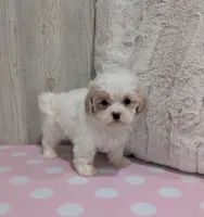 Alice, a female Shihpoo for sale in Dundee, OH – Photo 3 of 4