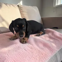 Sierra, a male Miniature Dachshund for sale in Dundee, OH – 3 of 6