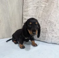 Pepper, a male Miniature Dachshund for sale in Dundee, OH – 4 of 5