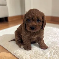 Ace, a male Cavapoo for sale in Dundee, OH – 2 of 5