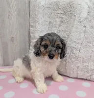 Callie, a female Cavapoo for sale in Dundee, OH – 5 of 6
