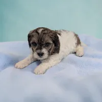 Theo, a male Shihpoo for sale in Dundee, OH – 2 of 6