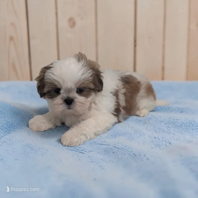Duffy – Shih Tzu puppy for sale in Dundee, OH
