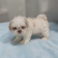 Rubble, a male Shih Tzu for sale in Dundee, OH – 2 of 6