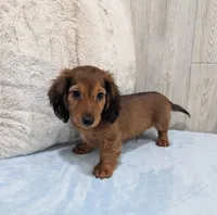Silas, a male Miniature Dachshund for sale in Dundee, OH – Photo 6 of 6