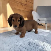 Silas, a male Miniature Dachshund for sale in Dundee, OH – Photo 2 of 6