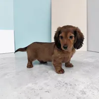 Silas, a male Miniature Dachshund for sale in Dundee, OH – Photo 3 of 6