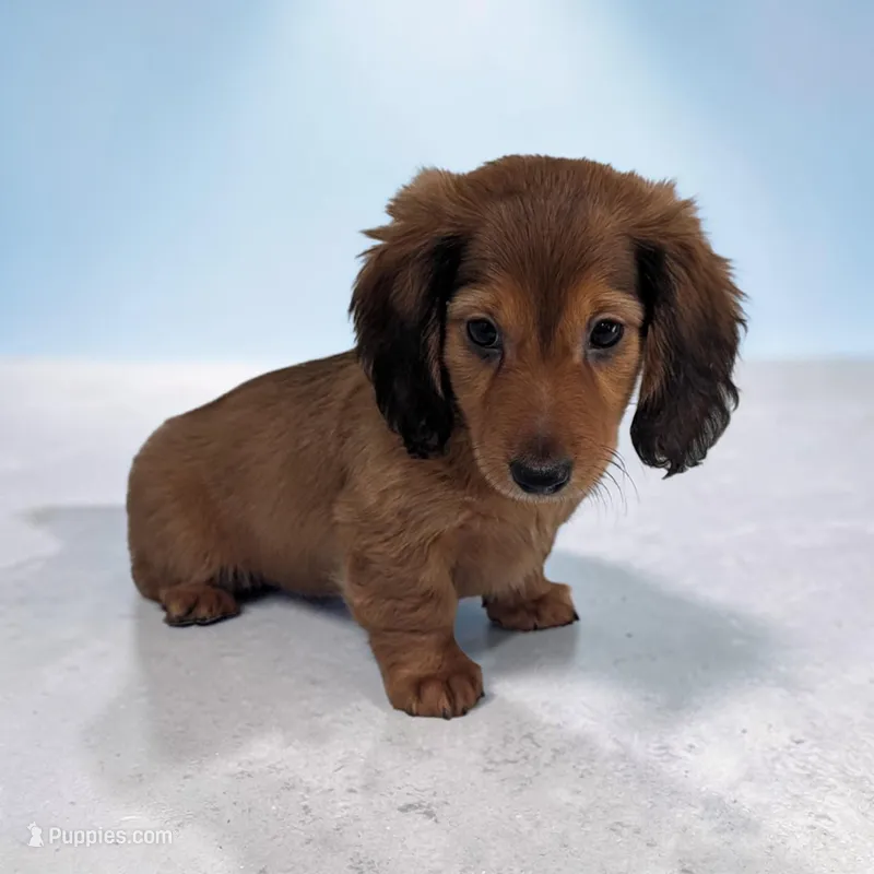 Silas – Miniature Dachshund puppy for sale in Dundee, OH