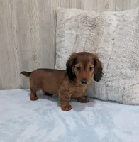 Silas, a male Miniature Dachshund for sale in Dundee, OH – Photo 5 of 6