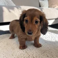 Silas, a male Miniature Dachshund for sale in Dundee, OH – Photo 4 of 6