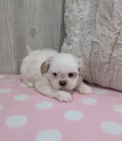 Daisy, a female Shih Tzu for sale in Dundee, OH – 4 of 5