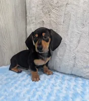 Pebbles, a male Miniature Dachshund for sale in Dundee, OH – 5 of 5