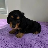 Brandy, a female Miniature Dachshund for sale in Dundee, OH – 2 of 4
