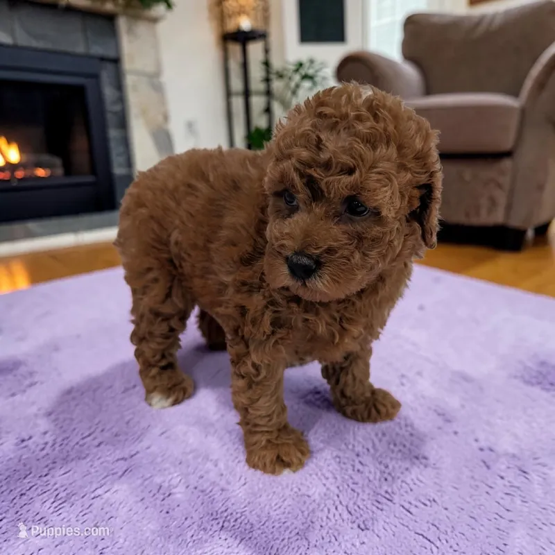 Lilly – Cavapoo puppy for sale in Dundee, OH