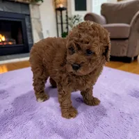 Lilly, a female Cavapoo for sale in Dundee, OH – 1 of 4