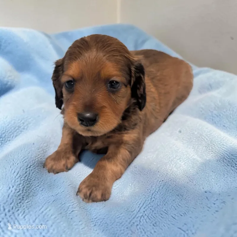 Bear – Miniature Dachshund puppy for sale in Dundee, OH